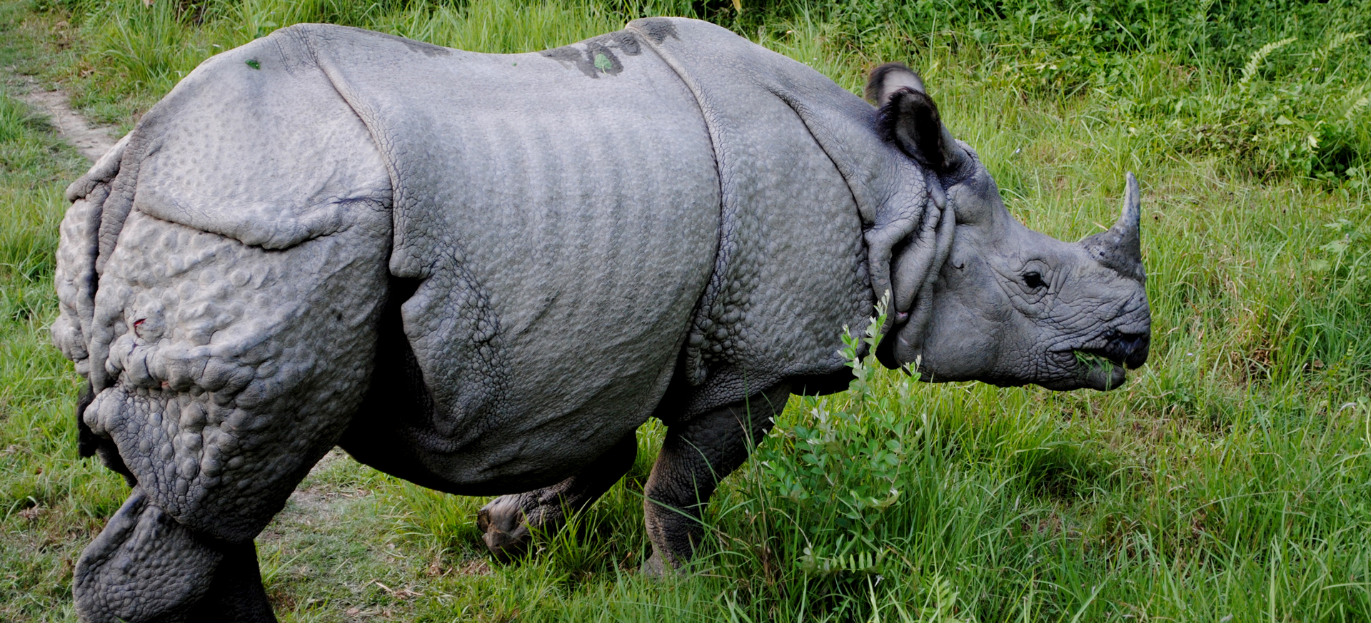 Bardia-National-Park-Jungle-Safari