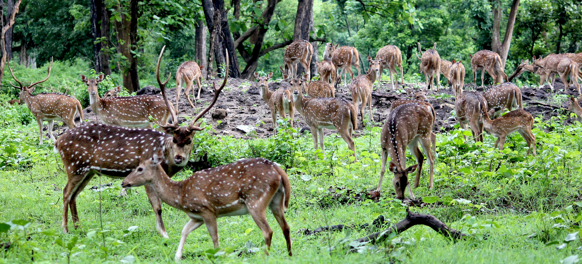 Chitwan-National-Park-Jungle-Safari