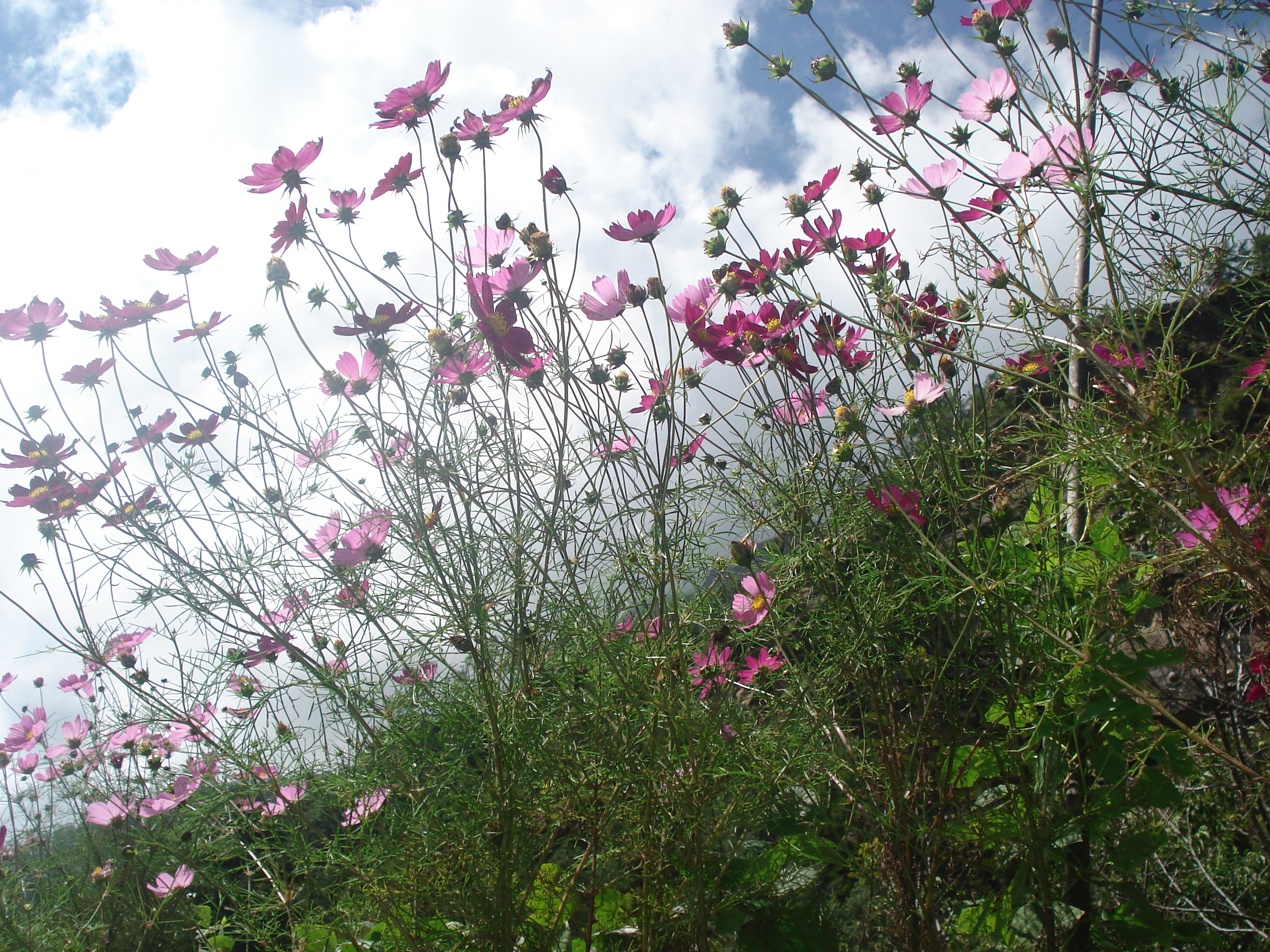 Nepal flora and fauna