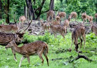 Chitwan-National-Park-Jungle-Safari